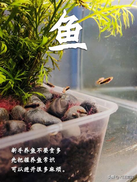 養幾條魚最好|一個魚缸養多少魚合適，從風水學及科學的角度來告訴你！